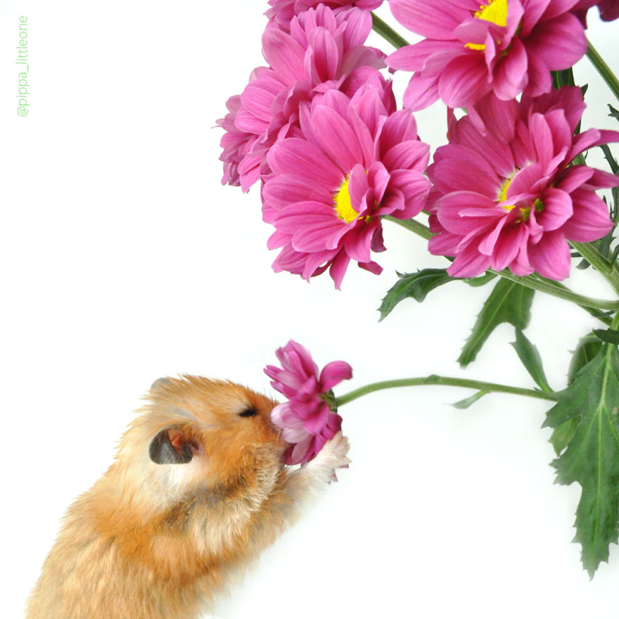 Why We Love Our Corporate Hamster Why We Love Our Corporate Hamster