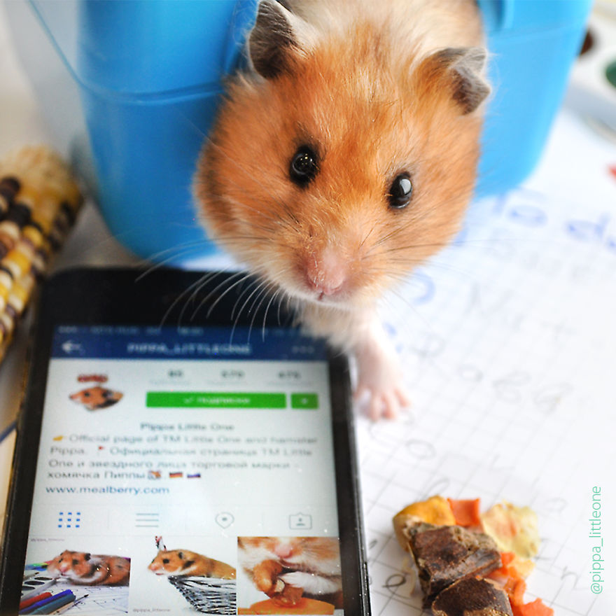 Why We Love Our Corporate Hamster Why We Love Our Corporate Hamster