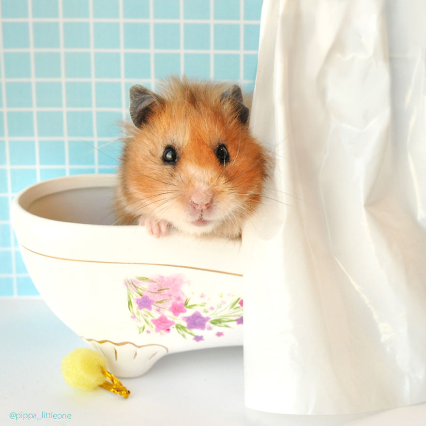 Why We Love Our Corporate Hamster Why We Love Our Corporate Hamster