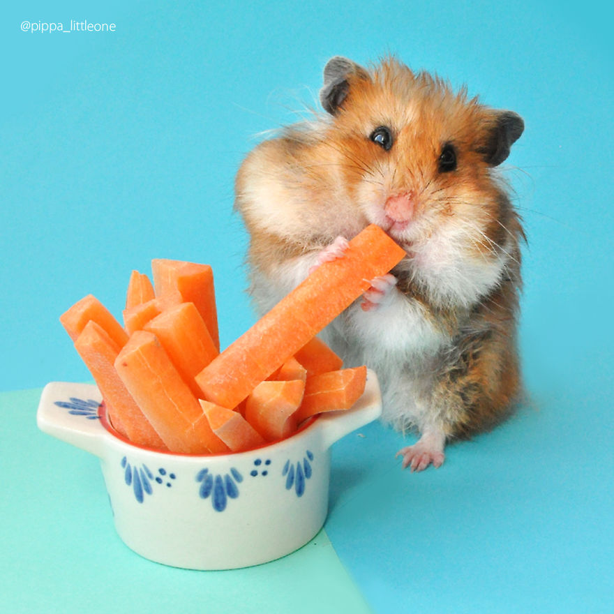 Why We Love Our Corporate Hamster Why We Love Our Corporate Hamster