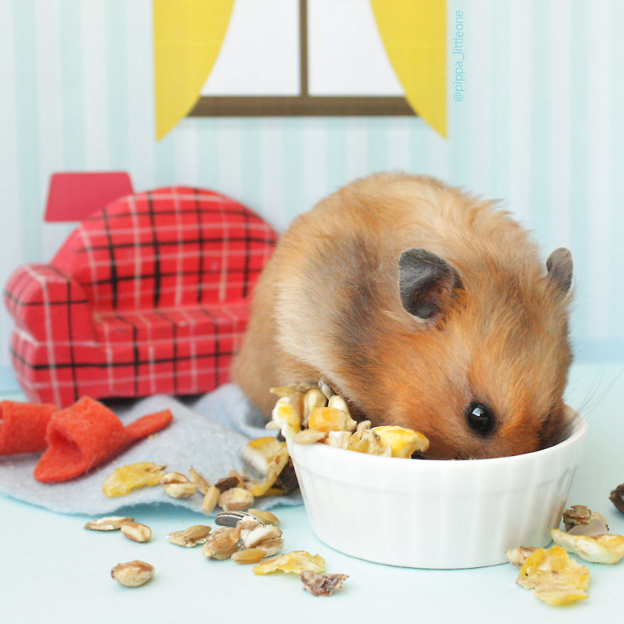 Why We Love Our Corporate Hamster Why We Love Our Corporate Hamster
