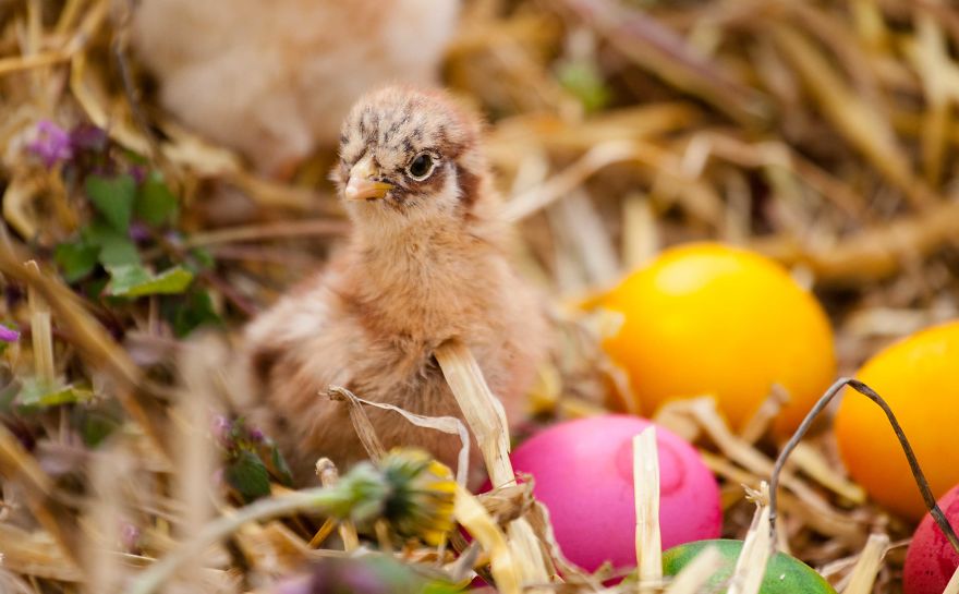To Celebrate The Easter Season, I Photographed Beautiful Chicks