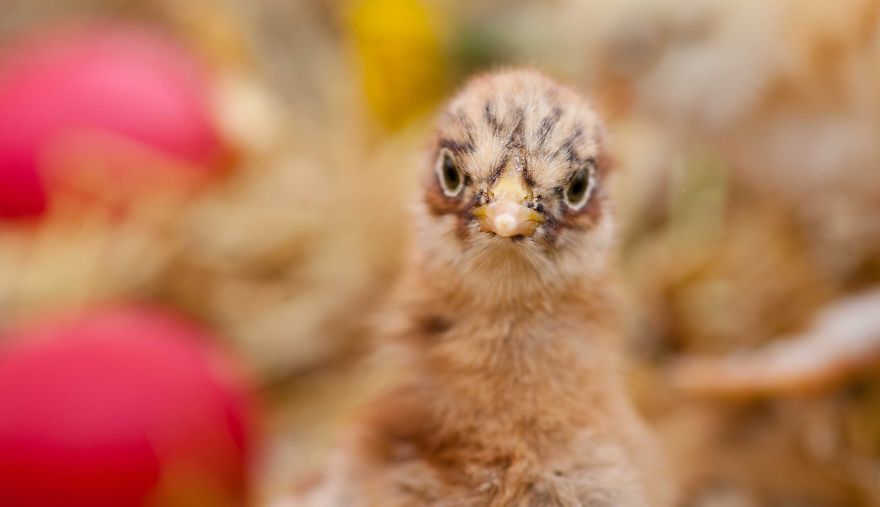 To Celebrate The Easter Season, I Photographed Beautiful Chicks