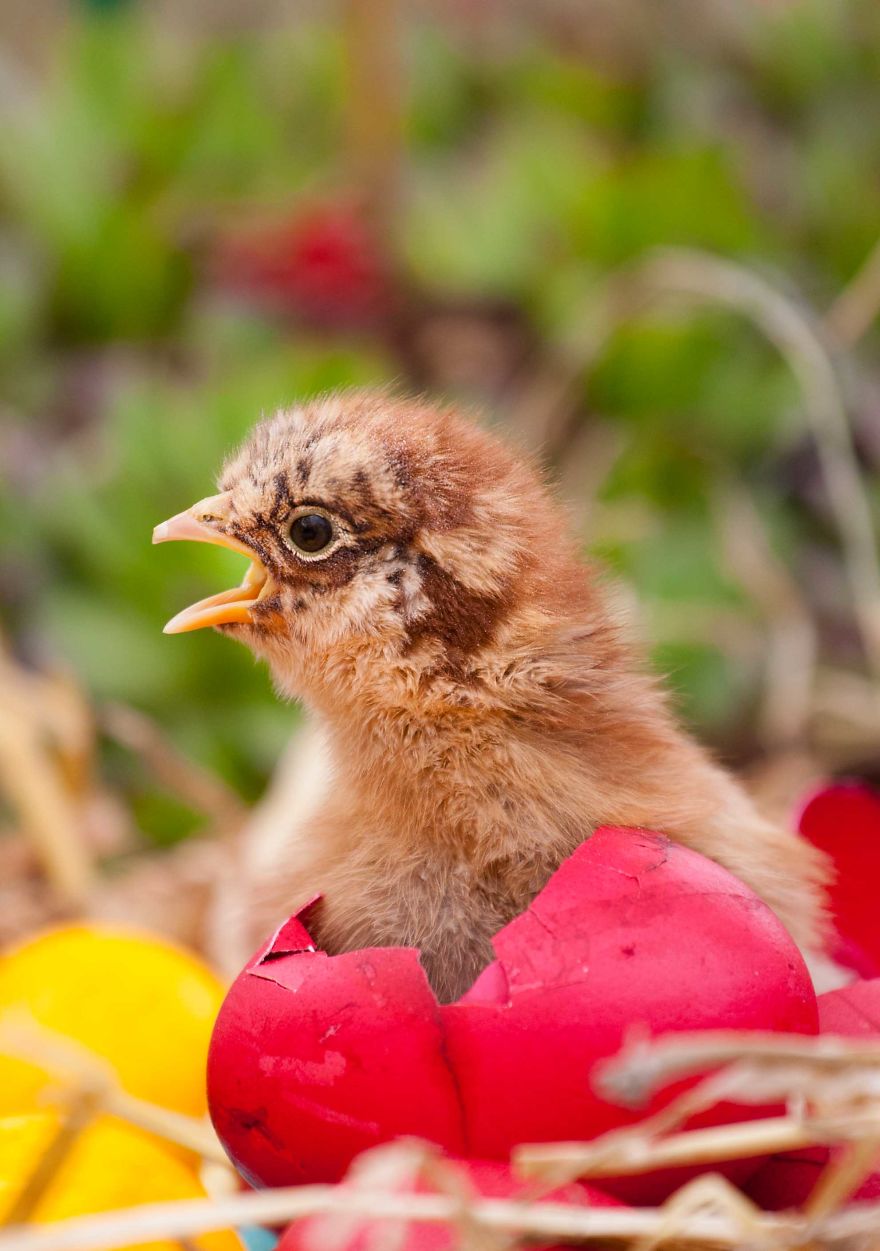 To Celebrate The Easter Season, I Photographed Beautiful Chicks