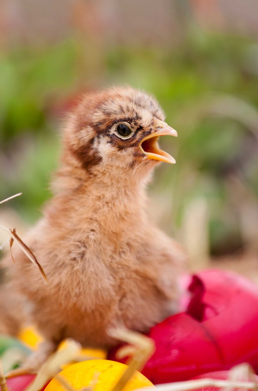 To Celebrate The Easter Season, I Photographed Beautiful Chicks