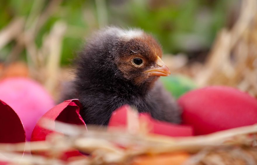 To Celebrate The Easter Season, I Photographed Beautiful Chicks