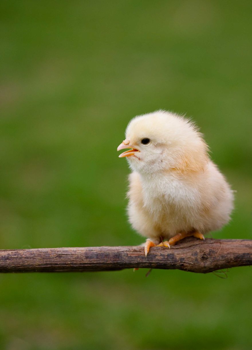 To Celebrate The Easter Season, I Photographed Beautiful Chicks