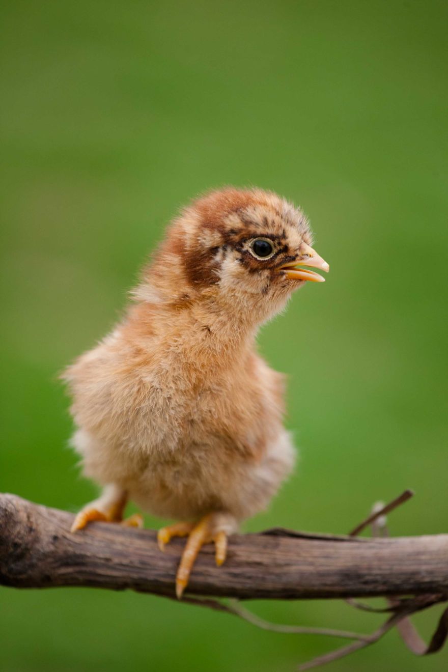 To Celebrate The Easter Season, I Photographed Beautiful Chicks