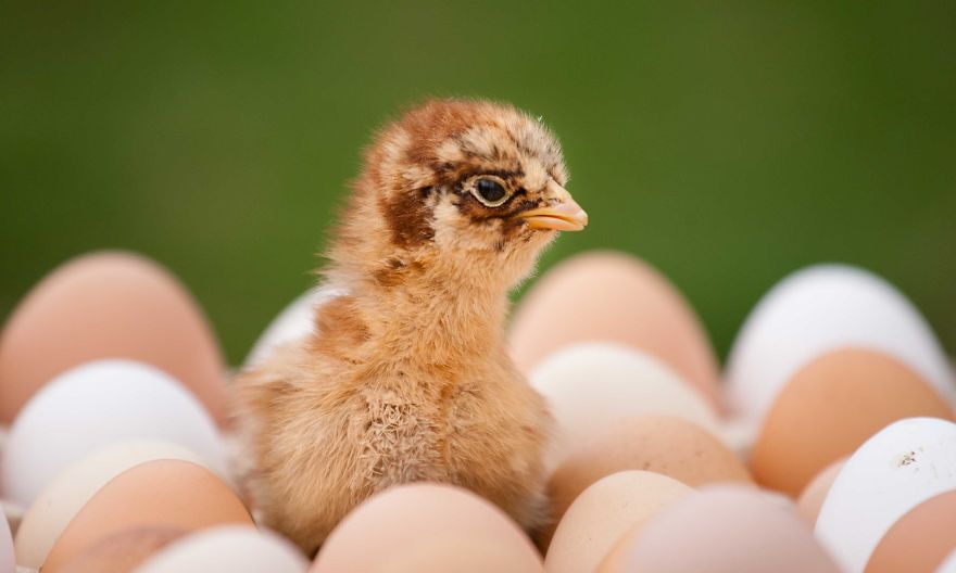 To Celebrate The Easter Season, I Photographed Beautiful Chicks