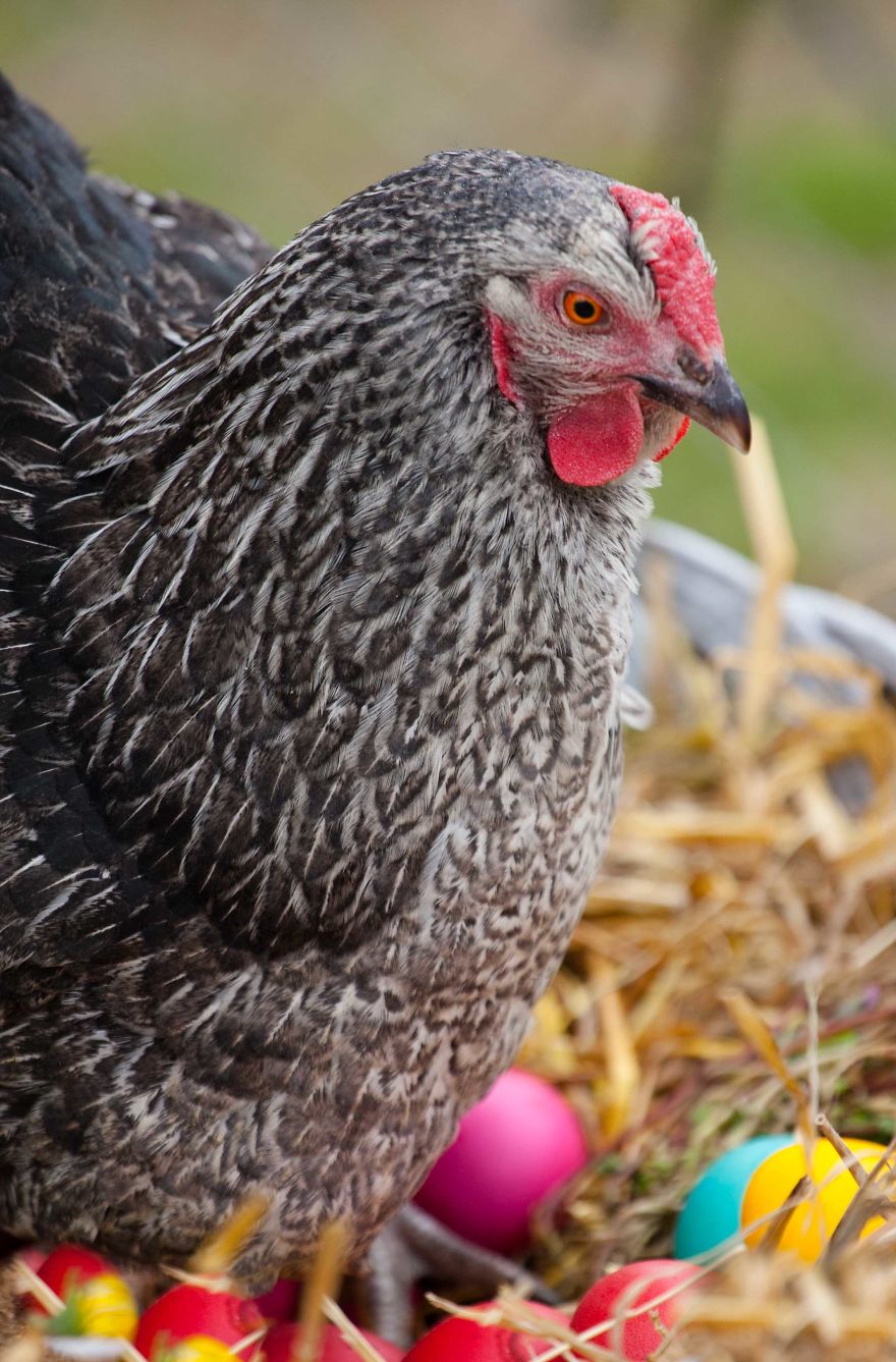 To Celebrate The Easter Season, I Photographed Beautiful Chicks