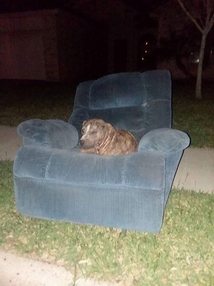 Abandoned Ex-Bait Dog Lived On An Old Armchair Waiting To Be Rescued Abandoned Ex-Bait Dog Lived On An Old Armchair Waiting To Be Rescued