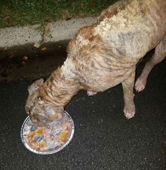 Abandoned Ex-Bait Dog Lived On An Old Armchair Waiting To Be Rescued Abandoned Ex-Bait Dog Lived On An Old Armchair Waiting To Be Rescued