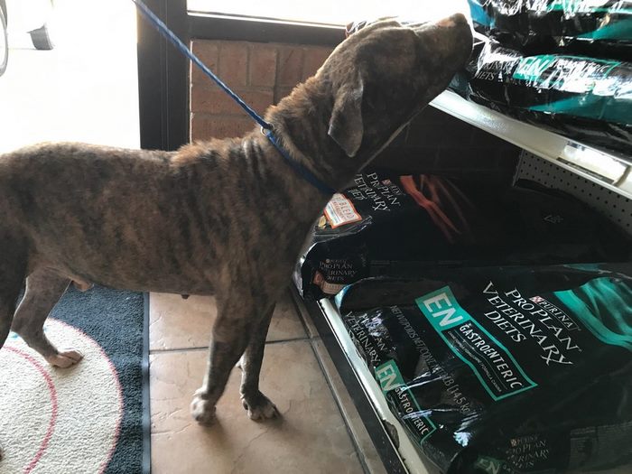 Abandoned Ex-Bait Dog Lived On An Old Armchair Waiting To Be Rescued Abandoned Ex-Bait Dog Lived On An Old Armchair Waiting To Be Rescued
