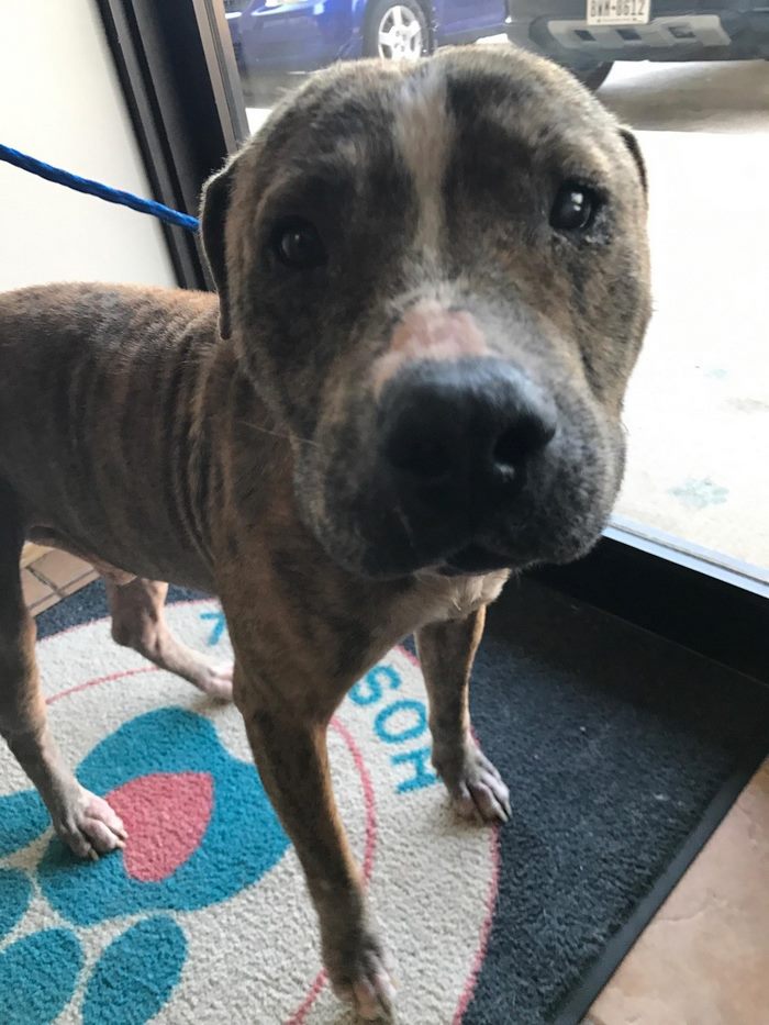 Abandoned Ex-Bait Dog Lived On An Old Armchair Waiting To Be Rescued Abandoned Ex-Bait Dog Lived On An Old Armchair Waiting To Be Rescued