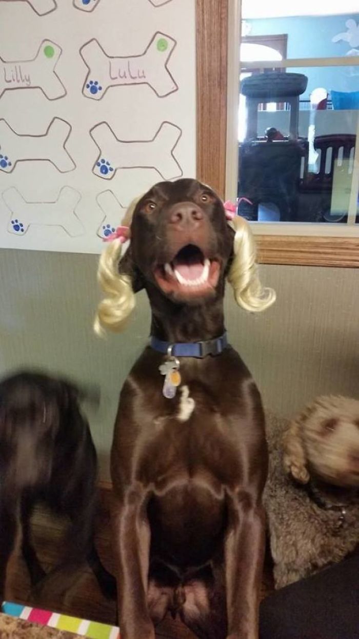 47 Pet Owners Who Regret Letting Other People Look After Their Animals 47 Pet Owners Who Regret Letting Other People Look After Their Animals