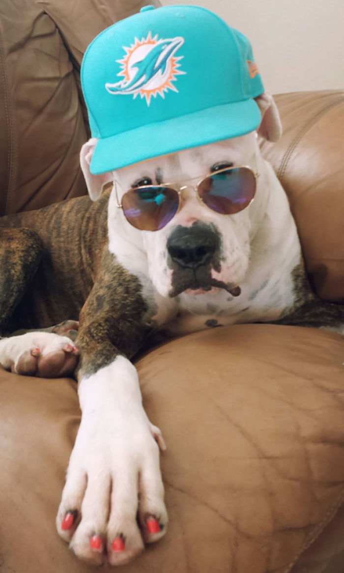 47 Pet Owners Who Regret Letting Other People Look After Their Animals 47 Pet Owners Who Regret Letting Other People Look After Their Animals