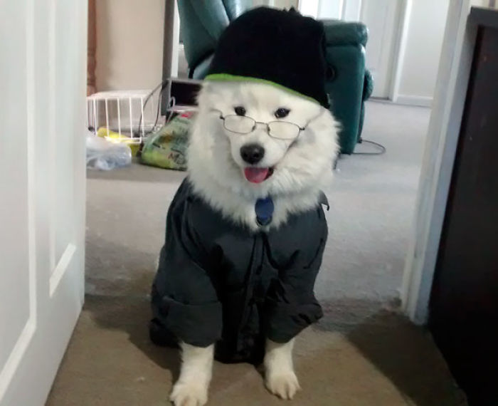 47 Pet Owners Who Regret Letting Other People Look After Their Animals 47 Pet Owners Who Regret Letting Other People Look After Their Animals