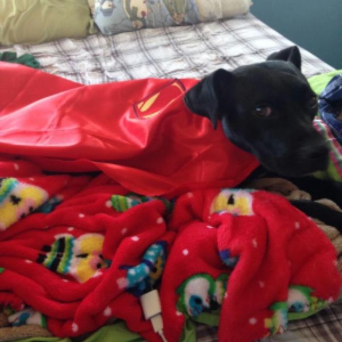 47 Pet Owners Who Regret Letting Other People Look After Their Animals 47 Pet Owners Who Regret Letting Other People Look After Their Animals