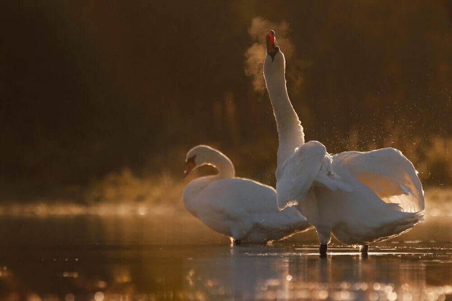 Swans By Photographer Jacob Cartein: One More Step To The Nature Swans By Photographer Jacob Cartein: One More Step To The Nature