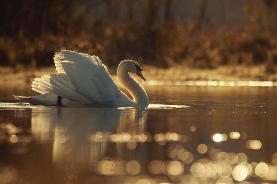 Swans By Photographer Jacob Cartein: One More Step To The Nature Swans By Photographer Jacob Cartein: One More Step To The Nature