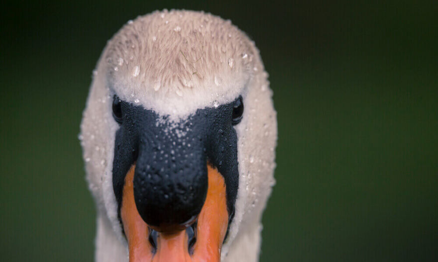 Swans By Photographer Jacob Cartein: One More Step To The Nature Swans By Photographer Jacob Cartein: One More Step To The Nature