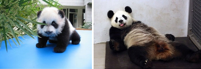 303 Of The Most Creative Recreations Of Childhood Photos Ever (Add Yours) 303 Of The Most Creative Recreations Of Childhood Photos Ever (Add Yours)