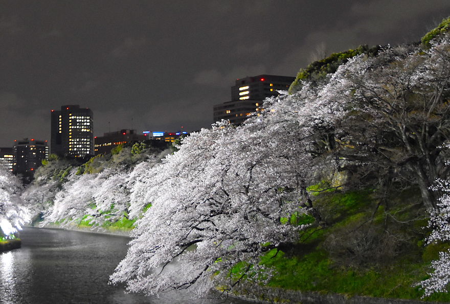 Japanese Cherry Blossoms In Tokyo