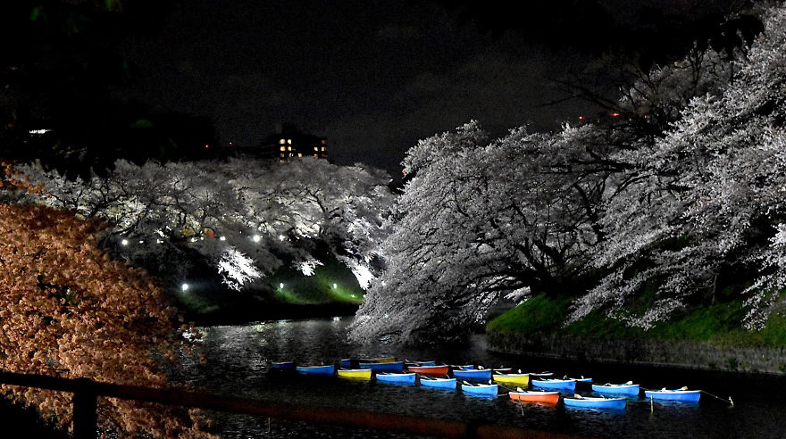 Japanese Cherry Blossoms In Tokyo