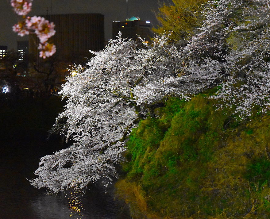 Japanese Cherry Blossoms In Tokyo