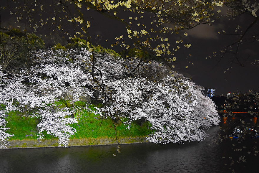 Japanese Cherry Blossoms In Tokyo
