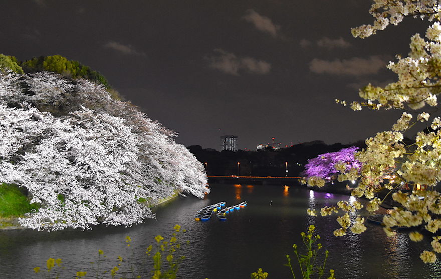Japanese Cherry Blossoms In Tokyo