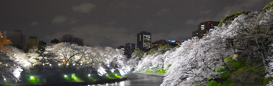 Japanese Cherry Blossoms In Tokyo