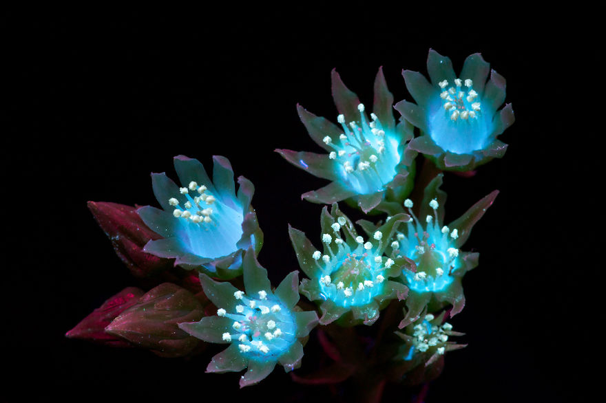 I Photographed The Invisible Light That Plants Emit