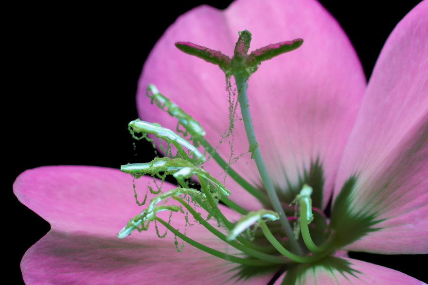 I Photographed The Invisible Light That Plants Emit