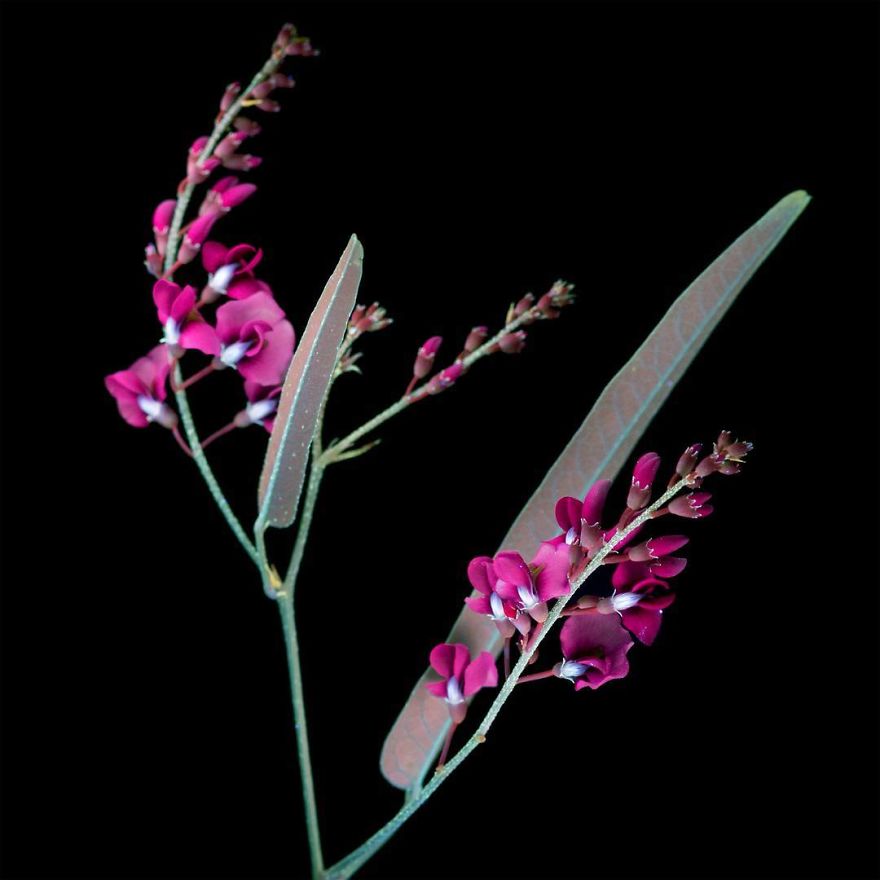 I Photographed The Invisible Light That Plants Emit