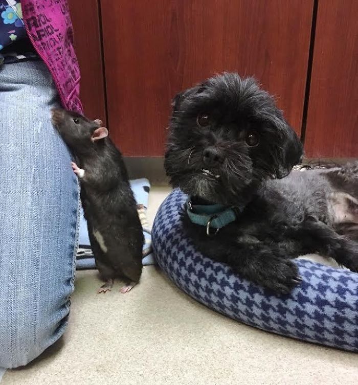 After This Cat, Dog, And Rat Were Left At A Shelter Together They Refuse To Be Separated After This Cat, Dog, And Rat Were Left At A Shelter Together They Refuse To Be Separated