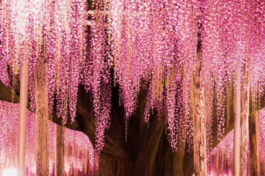 110 Reasons You Should Drop Everything And Go To Japan’s Wisteria Festival ASAP 110 Reasons You Should Drop Everything And Go To Japan’s Wisteria Festival ASAP