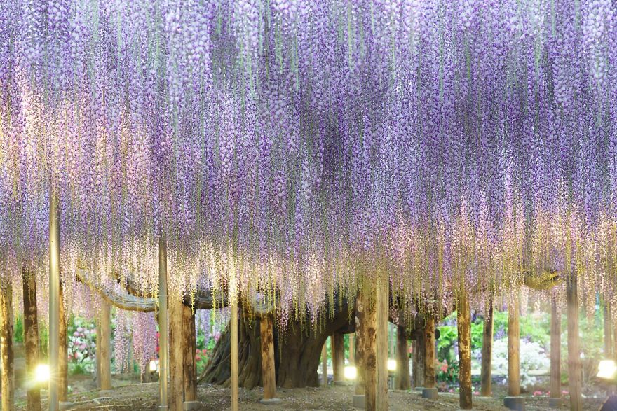 110 Reasons You Should Drop Everything And Go To Japan’s Wisteria Festival ASAP 110 Reasons You Should Drop Everything And Go To Japan’s Wisteria Festival ASAP