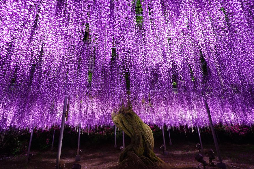 110 Reasons You Should Drop Everything And Go To Japan’s Wisteria Festival ASAP 110 Reasons You Should Drop Everything And Go To Japan’s Wisteria Festival ASAP