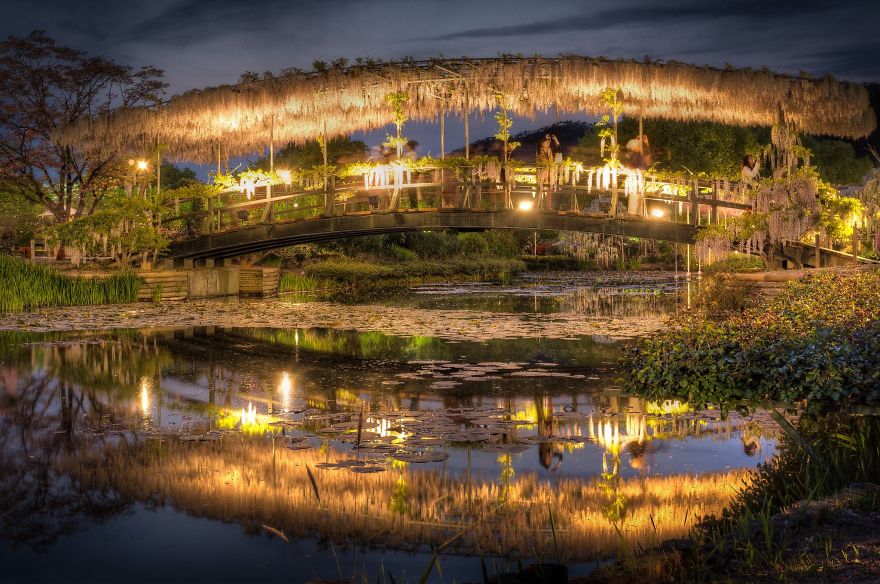 110 Reasons You Should Drop Everything And Go To Japan’s Wisteria Festival ASAP 110 Reasons You Should Drop Everything And Go To Japan’s Wisteria Festival ASAP