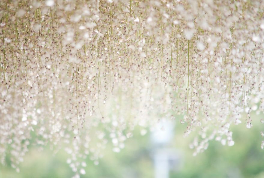 110 Reasons You Should Drop Everything And Go To Japan’s Wisteria Festival ASAP 110 Reasons You Should Drop Everything And Go To Japan’s Wisteria Festival ASAP