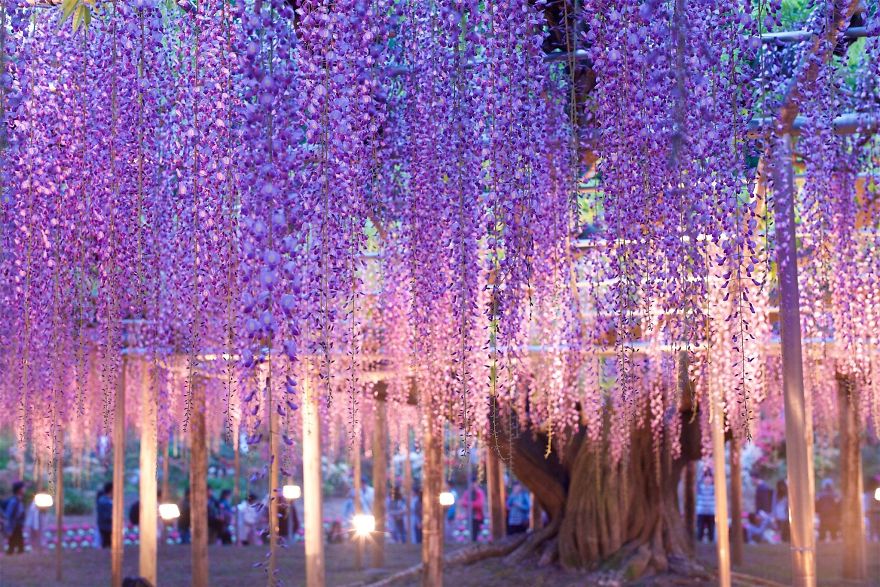 110 Reasons You Should Drop Everything And Go To Japan’s Wisteria Festival ASAP 110 Reasons You Should Drop Everything And Go To Japan’s Wisteria Festival ASAP