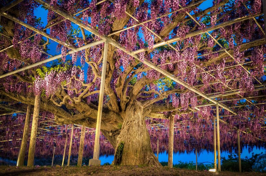 110 Reasons You Should Drop Everything And Go To Japan’s Wisteria Festival ASAP 110 Reasons You Should Drop Everything And Go To Japan’s Wisteria Festival ASAP