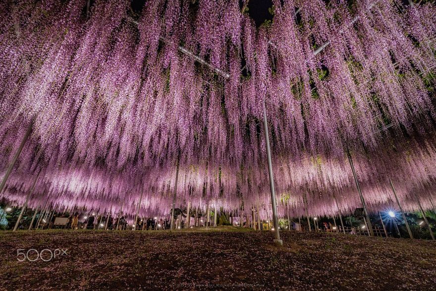 110 Reasons You Should Drop Everything And Go To Japan’s Wisteria Festival ASAP 110 Reasons You Should Drop Everything And Go To Japan’s Wisteria Festival ASAP