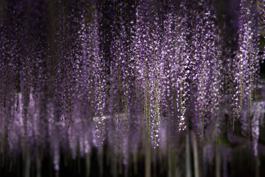 110 Reasons You Should Drop Everything And Go To Japan’s Wisteria Festival ASAP 110 Reasons You Should Drop Everything And Go To Japan’s Wisteria Festival ASAP