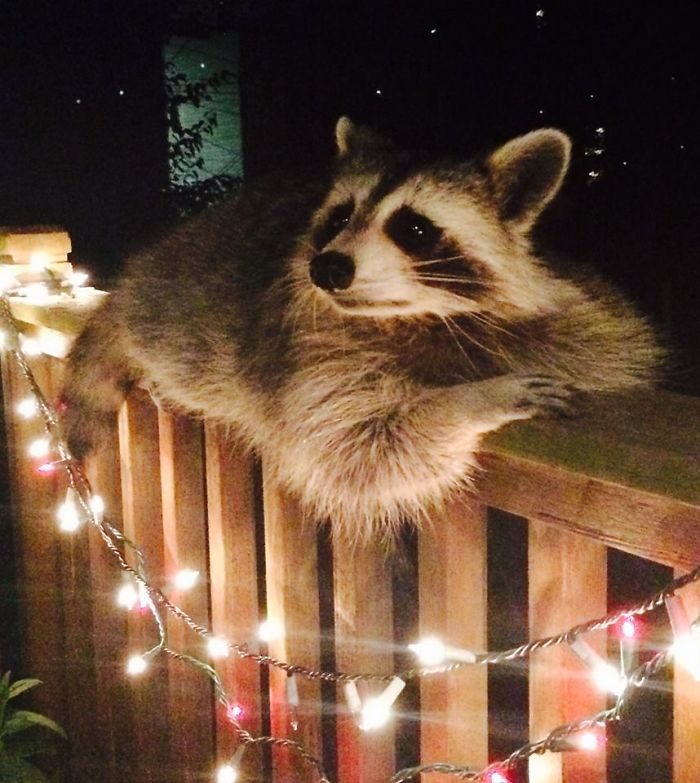 30 Animals Who Absolutely Don’t Give A Damn 30 Animals Who Absolutely Don’t Give A Damn