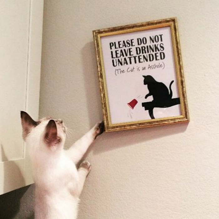 30 Animals Who Absolutely Don’t Give A Damn 30 Animals Who Absolutely Don’t Give A Damn