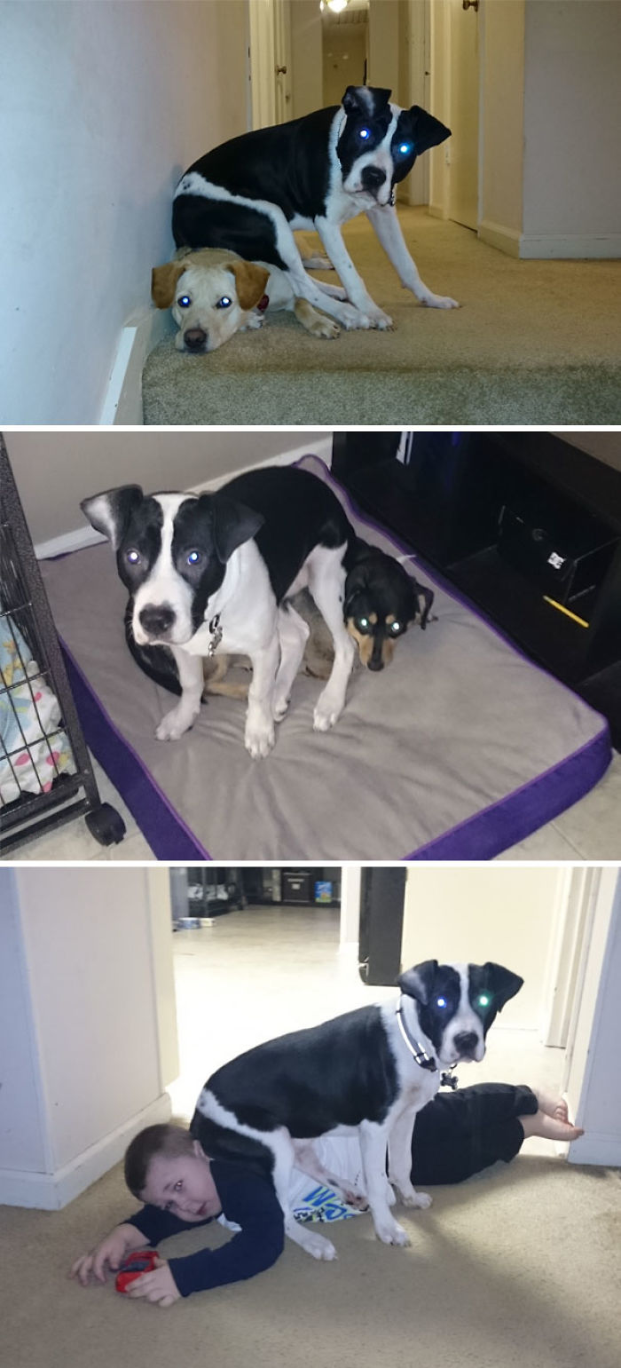 30 Animals Who Absolutely Don’t Give A Damn 30 Animals Who Absolutely Don’t Give A Damn