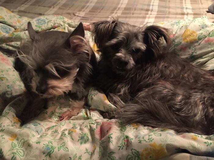 This Dog Was Tied To A Dumpster And Left With A Sad Note This Dog Was Tied To A Dumpster And Left With A Sad Note