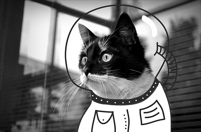 Doodle Your Pets To Take Them On New Adventures Doodle Your Pets To Take Them On New Adventures